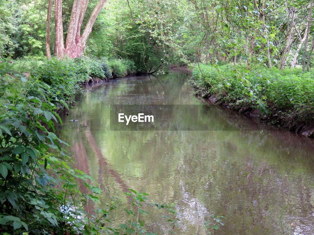 SCENIC VIEW OF FOREST