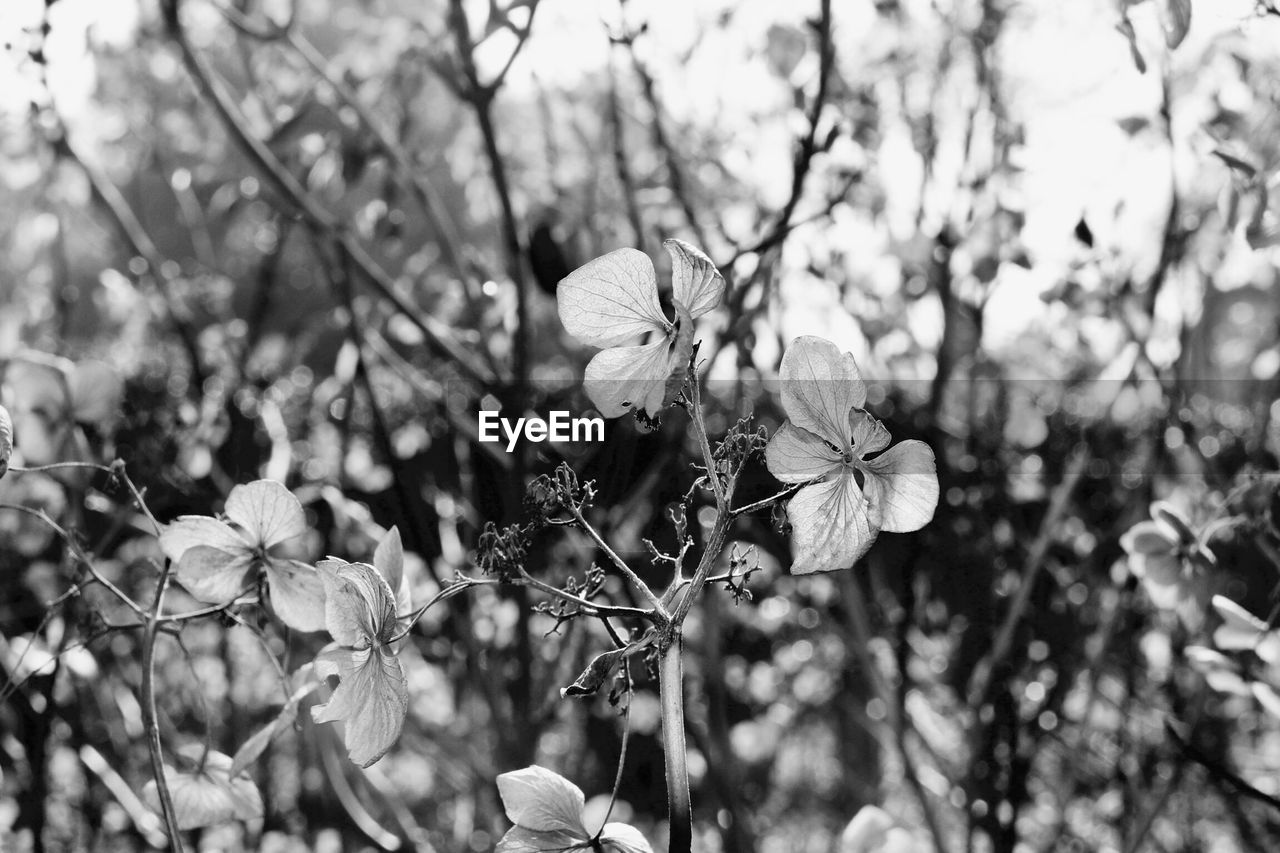 Close-up of blooming tree