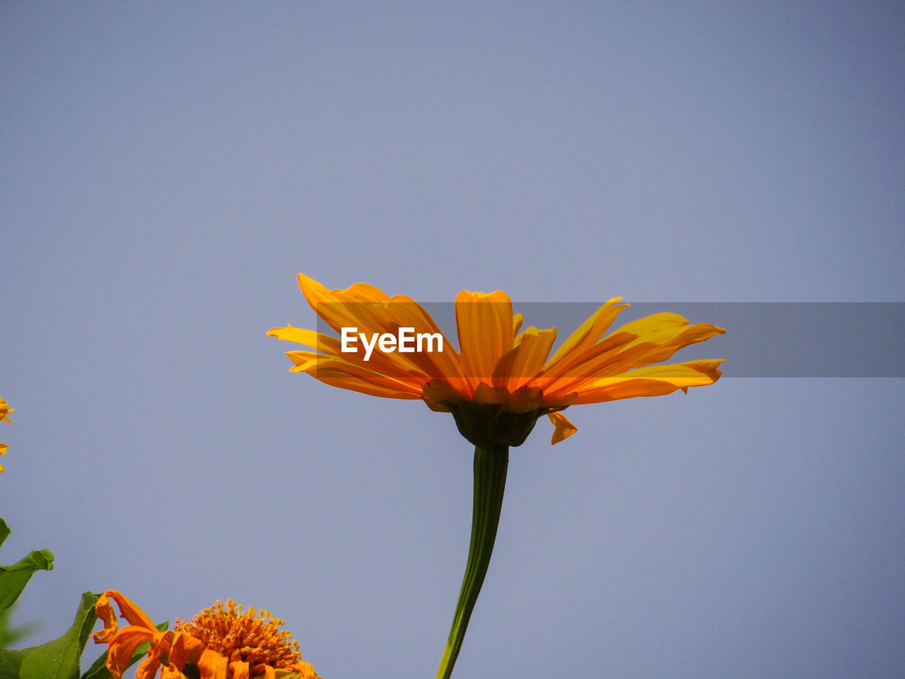 LOW ANGLE VIEW OF FLOWERING PLANT AGAINST CLEAR SKY