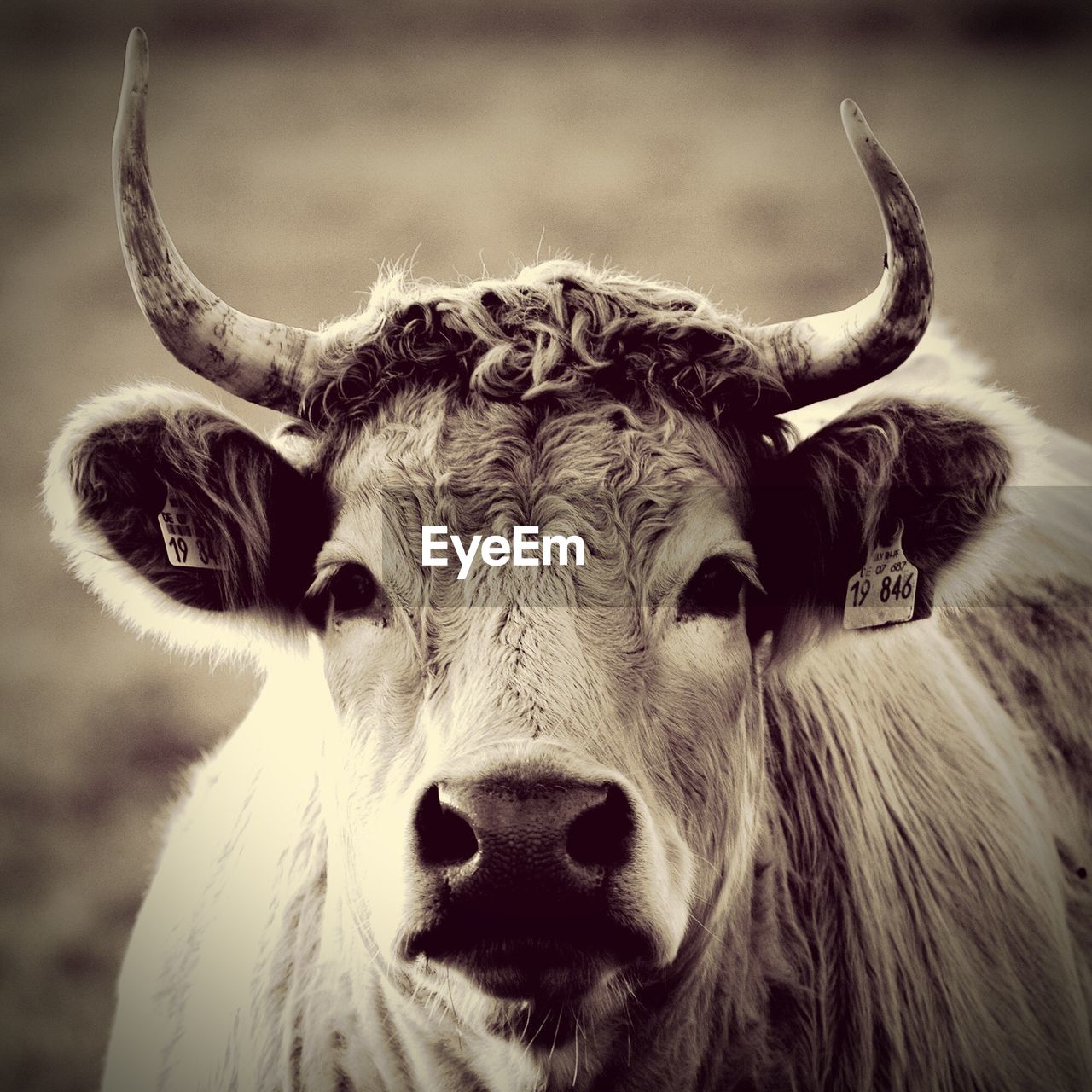 CLOSE-UP PORTRAIT OF COW ON ROCK