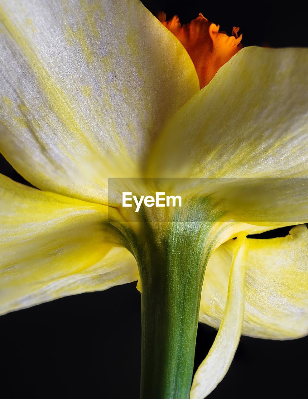 CLOSE-UP OF YELLOW FLOWER PETAL