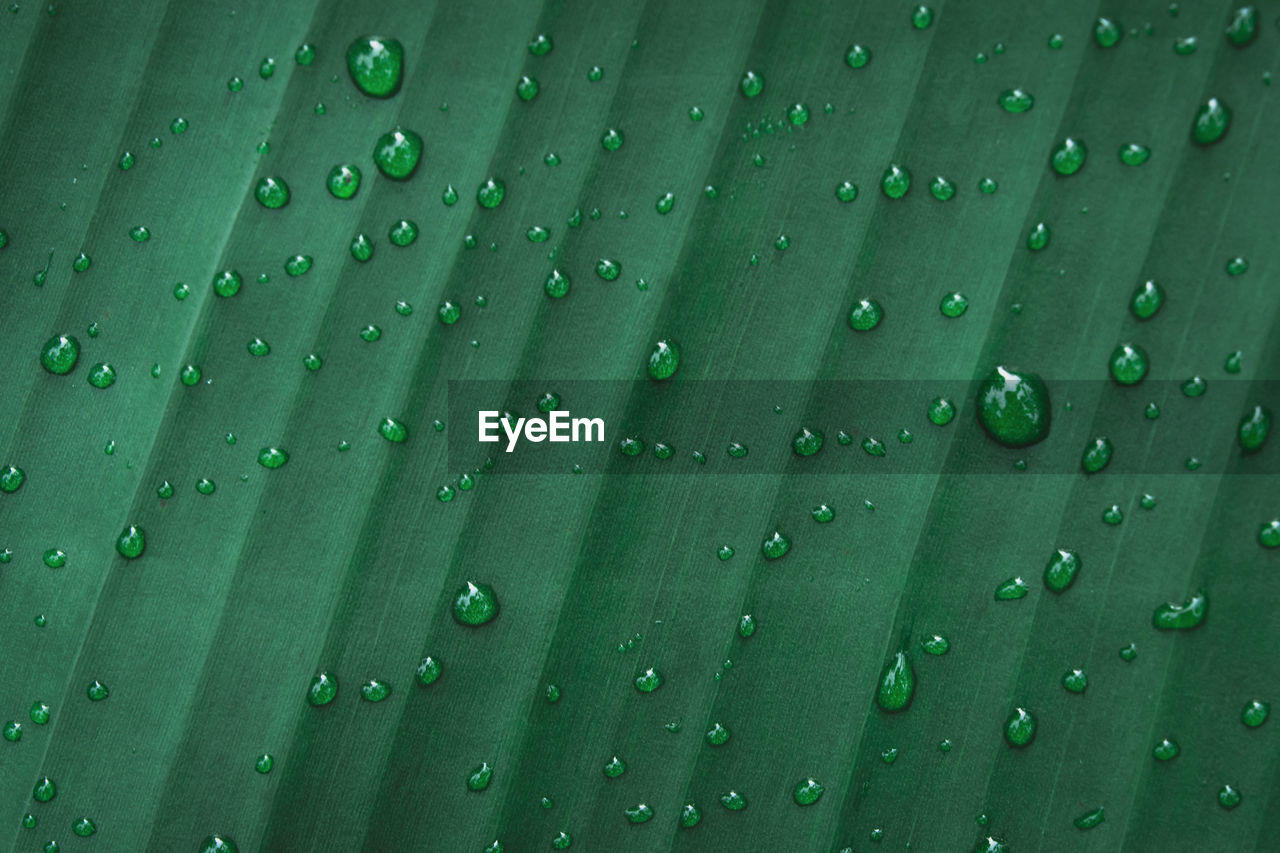 Water drops on banana leaf background