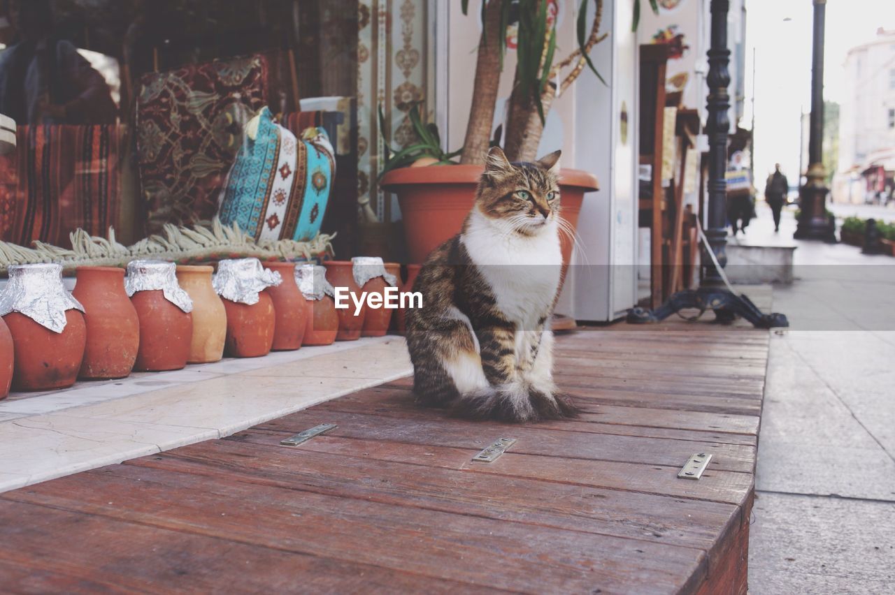 Cat sitting by pots of store in city