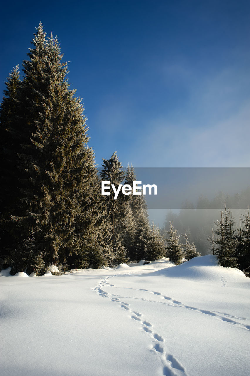 Pine trees on snow covered field against sky