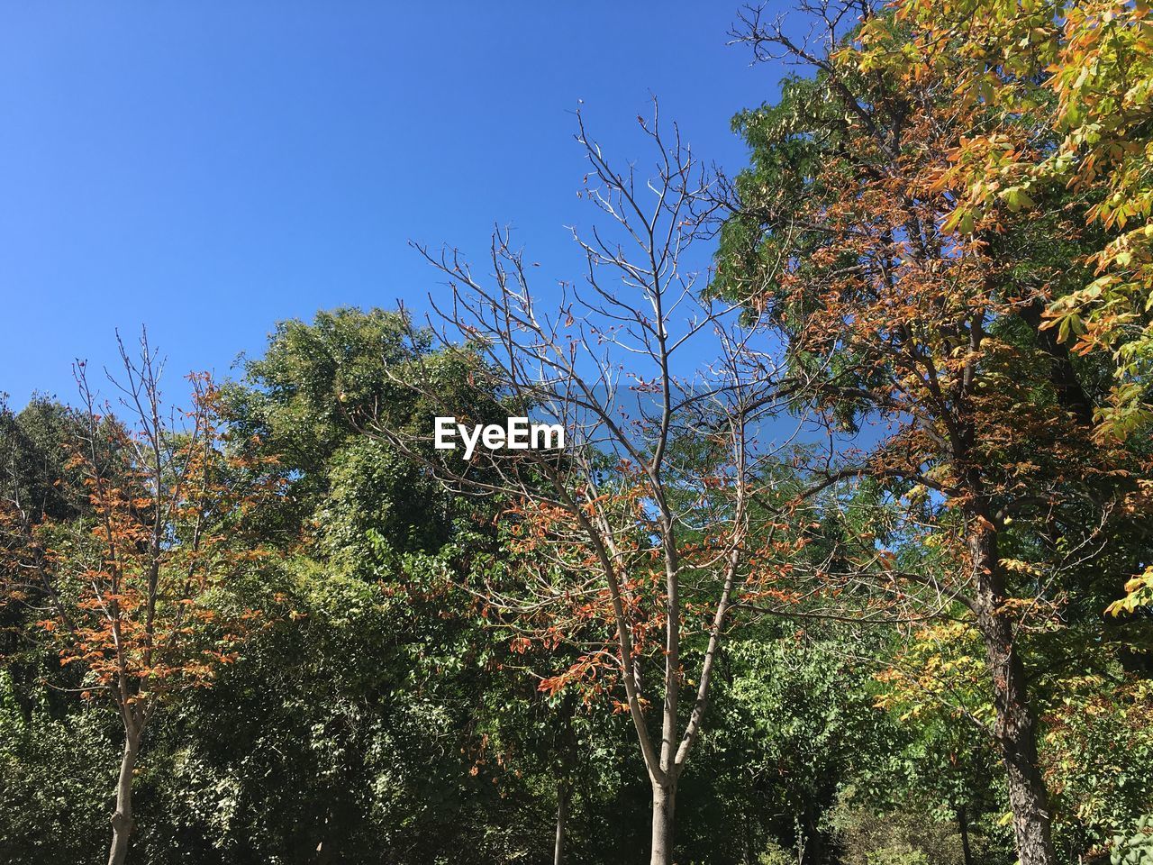 LOW ANGLE VIEW OF TREES AGAINST CLEAR SKY DURING AUTUMN