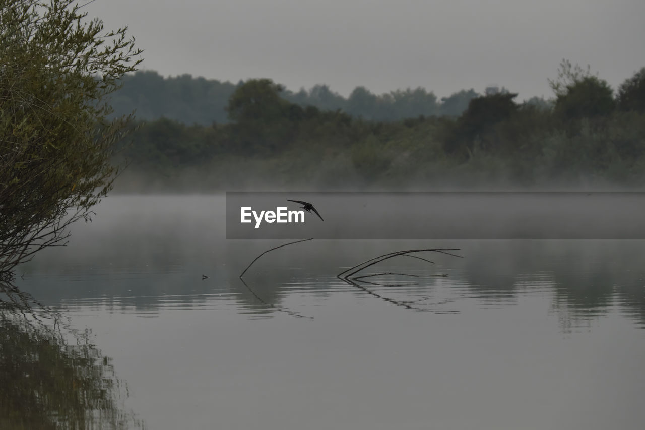 BIRD FLYING OVER LAKE