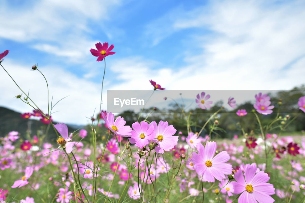 Beauty In Nature Close-up Cosmos Flower Flower Flower Head Flowering Plant Fragility Nature