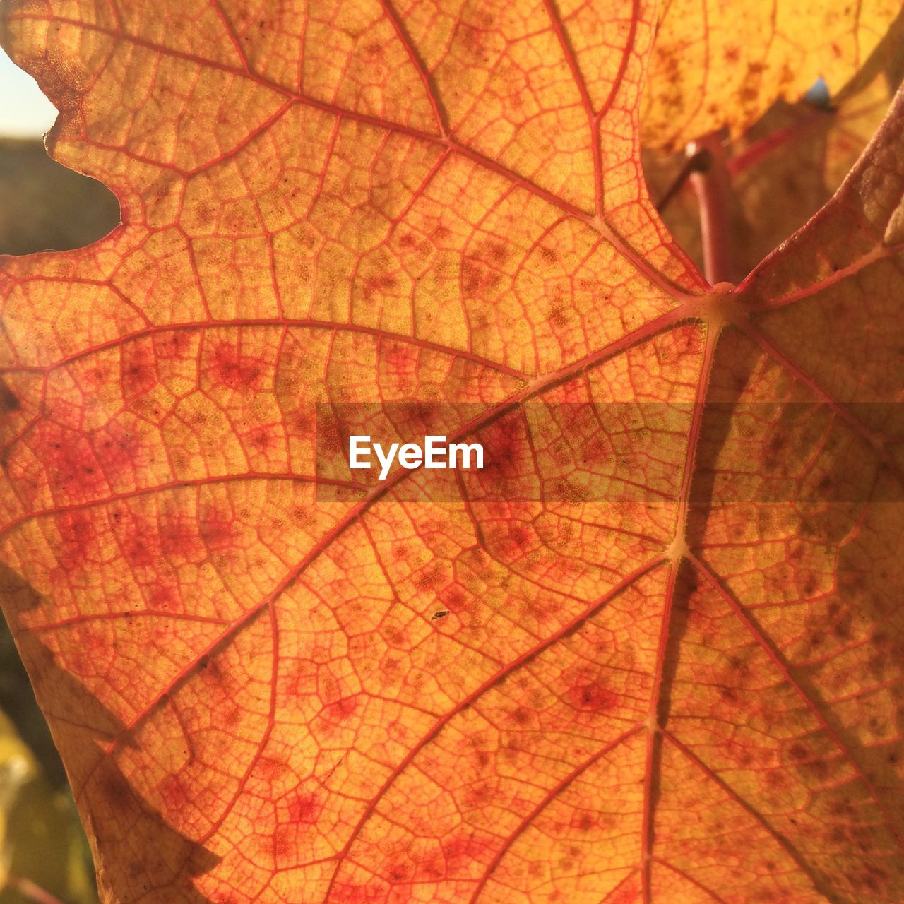 FULL FRAME SHOT OF AUTUMN LEAF