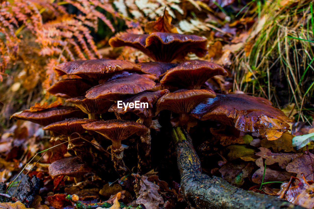 CLOSE-UP OF MUSHROOM ON FIELD