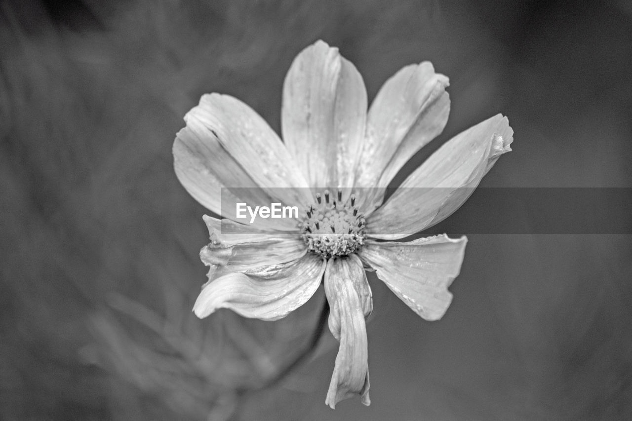 Close-up of white flower