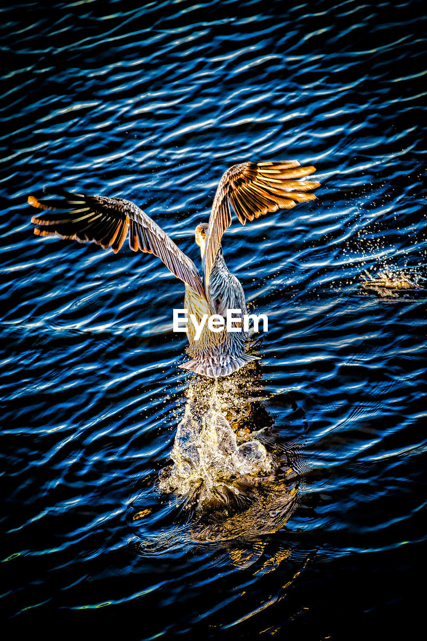 Close-up of pelican with spread wings in lake