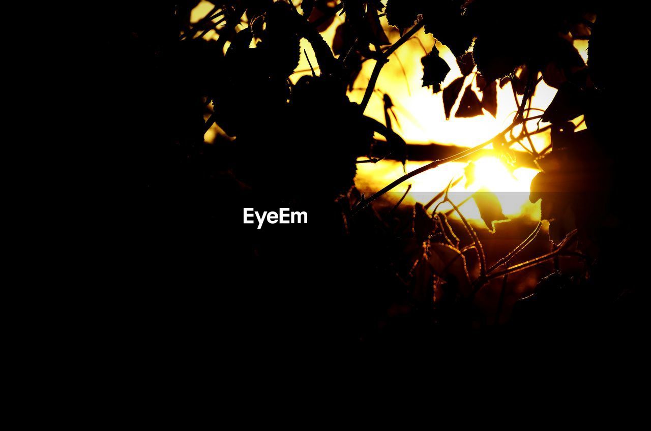 Close-up of silhouette plant during sunset