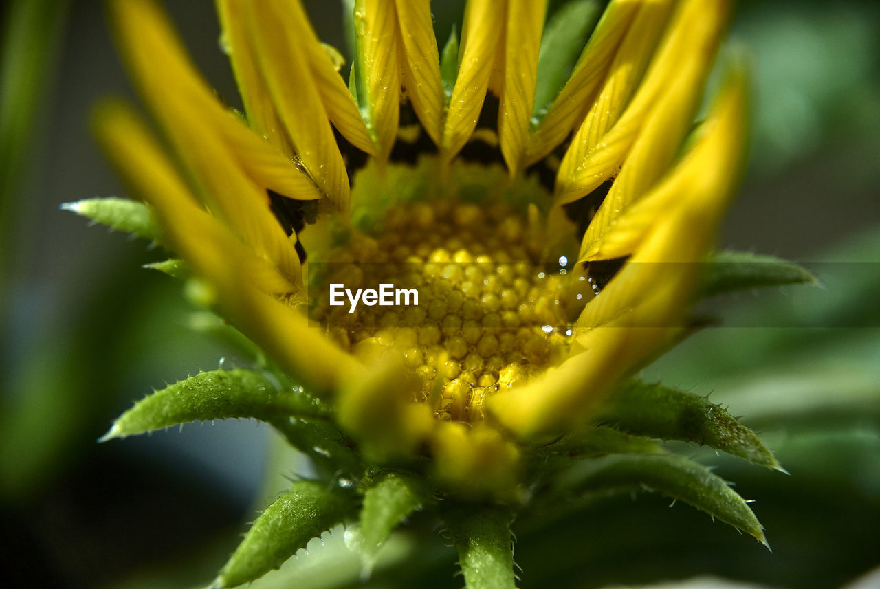 Close-up of yellow flowering plant