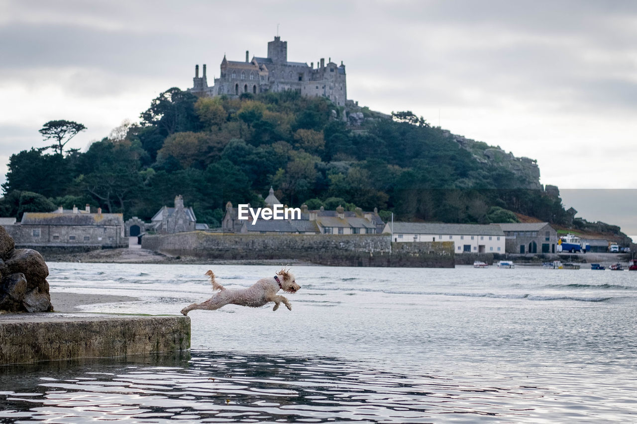 Side view of goldendoodle dog diving in sea against st michaels mount