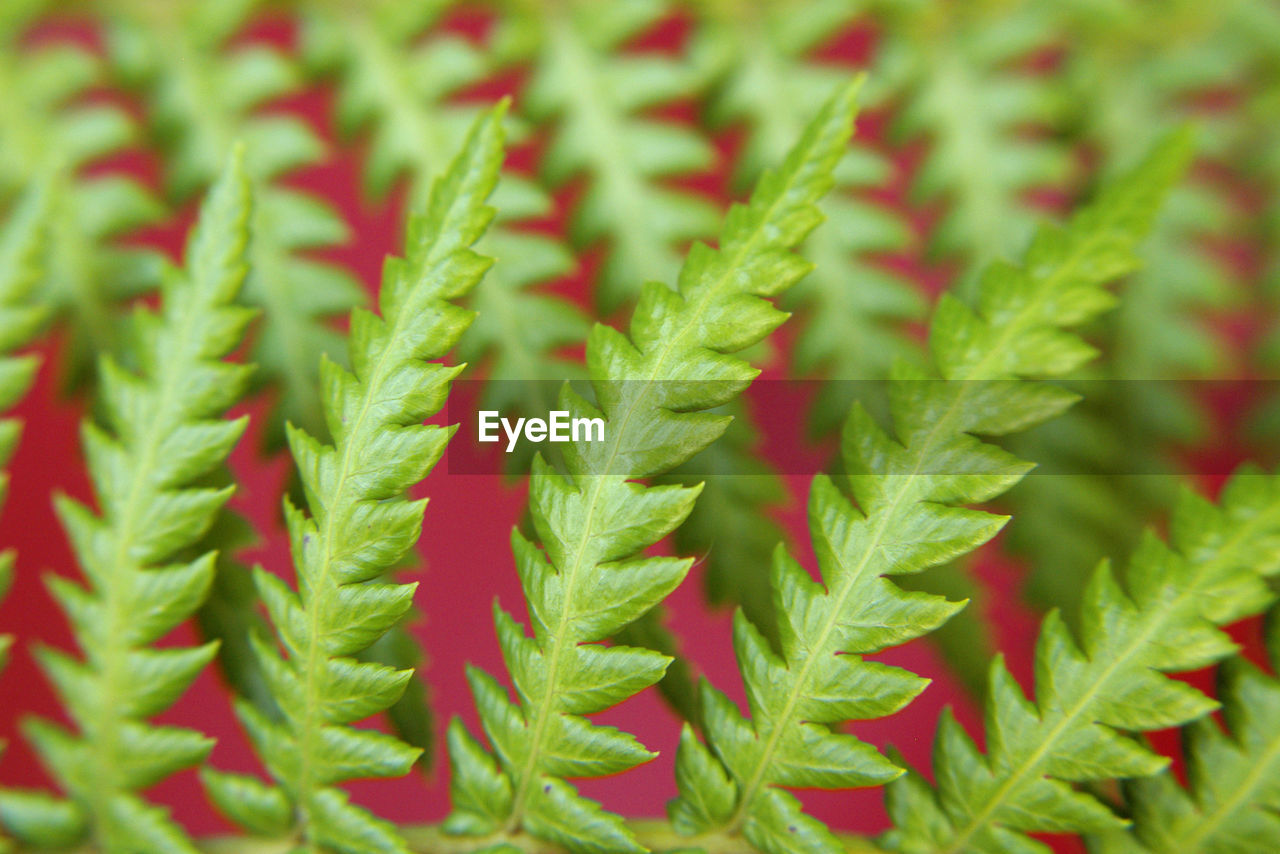 Full frame shot of plants