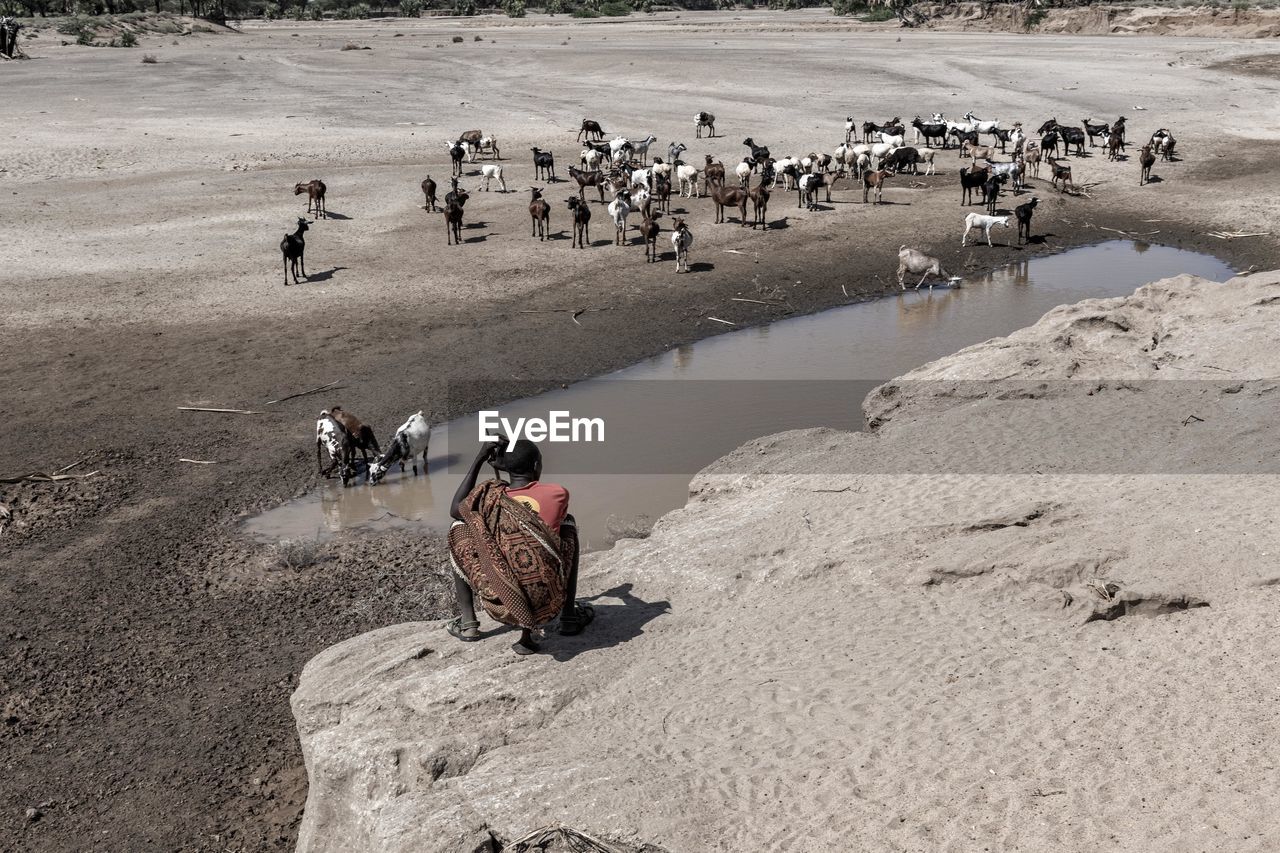 Rear view of man looking at goats while sitting on rock