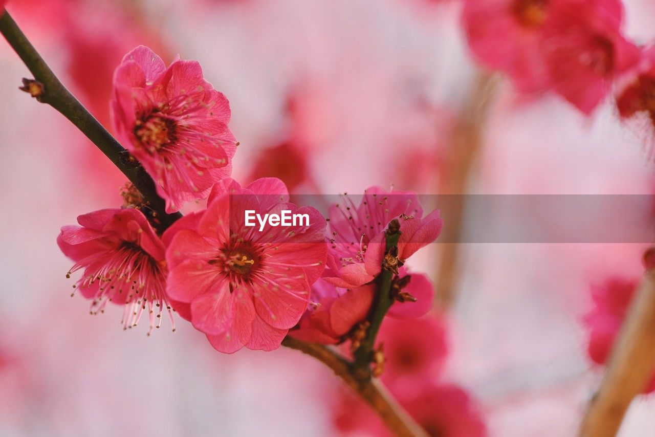 plant, flower, flowering plant, pink, beauty in nature, freshness, blossom, fragility, springtime, nature, close-up, tree, cherry blossom, macro photography, spring, petal, flower head, growth, branch, inflorescence, no people, red, produce, pollen, outdoors, selective focus, stamen, focus on foreground, botany, food and drink, food, cherry, multi colored, magenta
