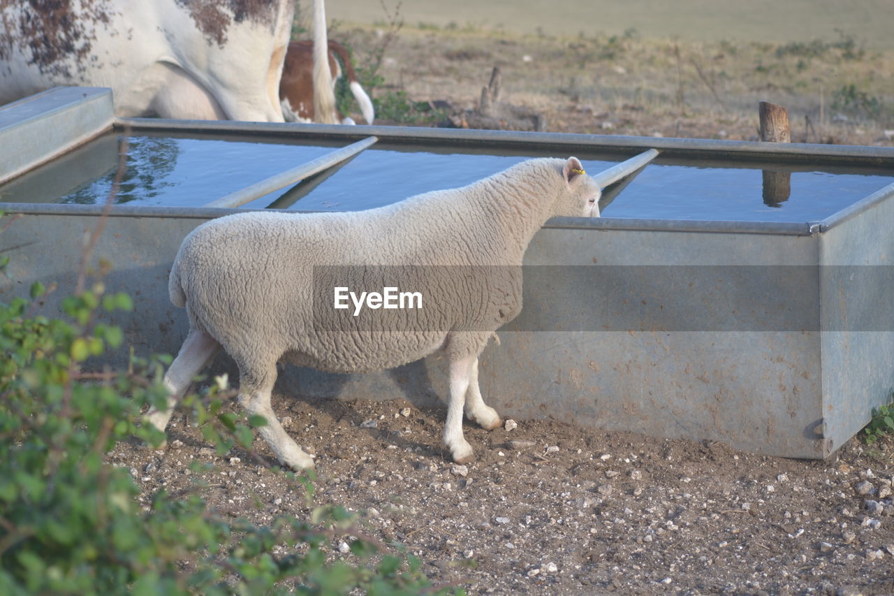 Sheep at trough