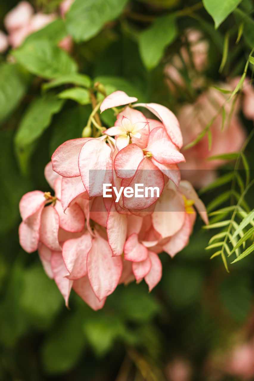 CLOSE-UP OF PINK ROSES ON PLANT