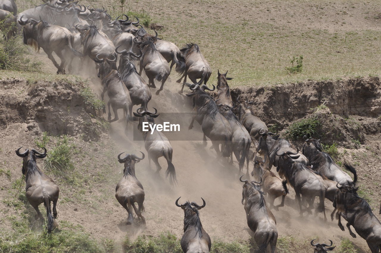 Herd of wildebeests running on field