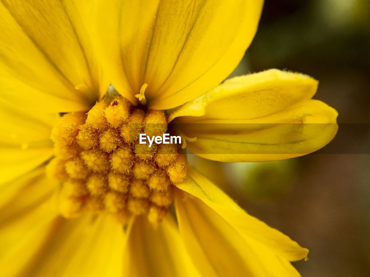 CLOSE-UP OF YELLOW FLOWERS