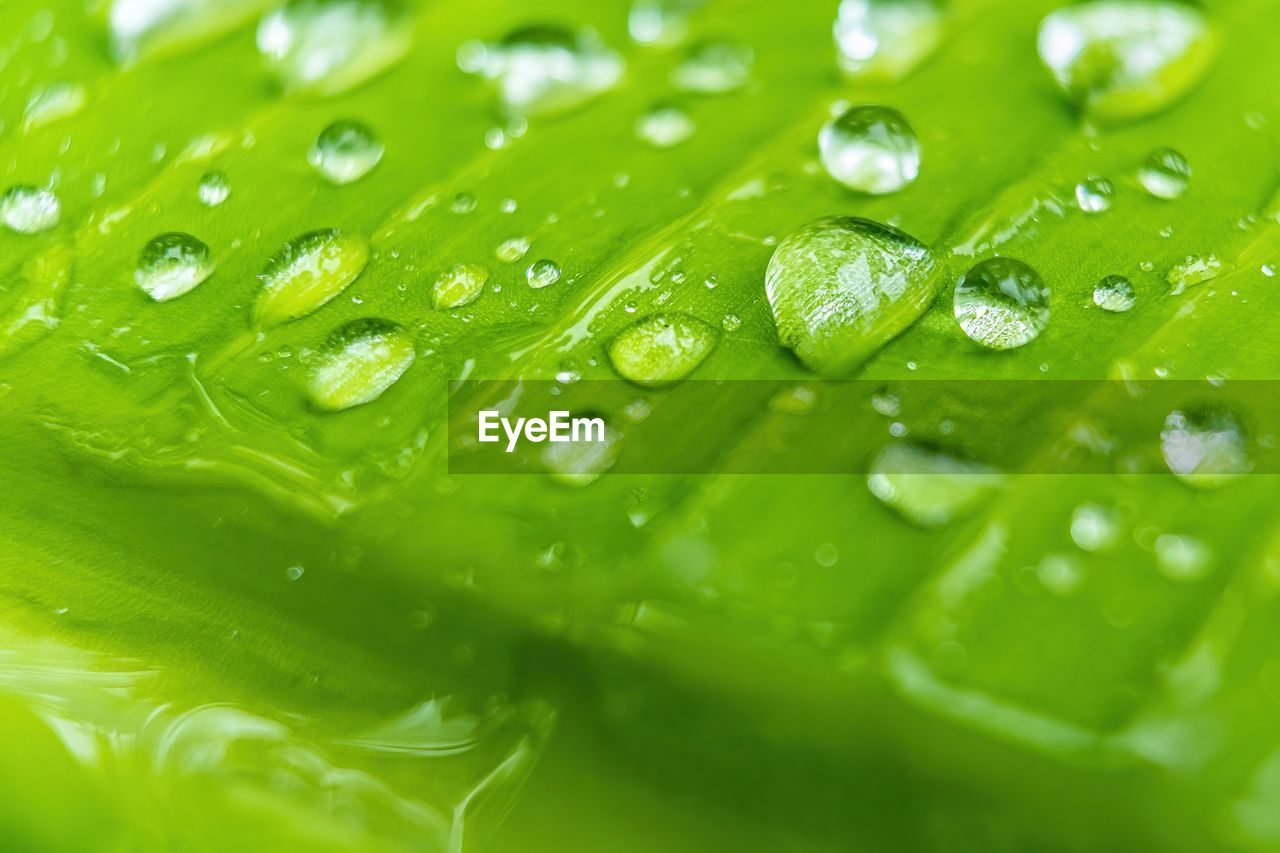 water, green, drop, wet, leaf, close-up, plant part, nature, dew, freshness, moisture, backgrounds, macro photography, no people, plant, grass, selective focus, environment, rain, macro, full frame, extreme close-up, beauty in nature, plant stem, leaf vein, outdoors, purity, environmental conservation, growth, food and drink, raindrop, pattern