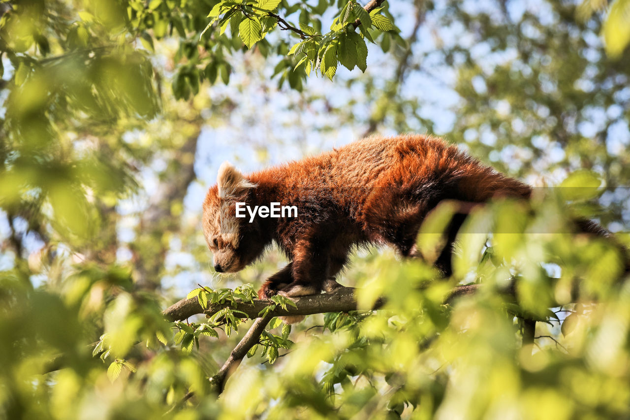 Young red panda bear balancing on a branch