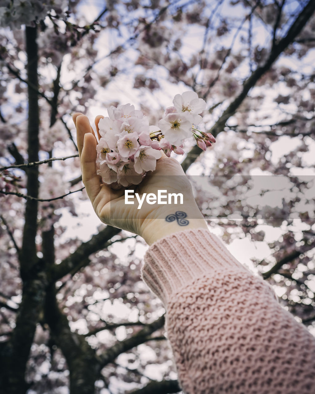 Cropped hand of woman holding flowers on branches