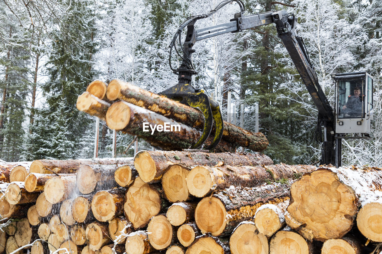 Crane stacking logs