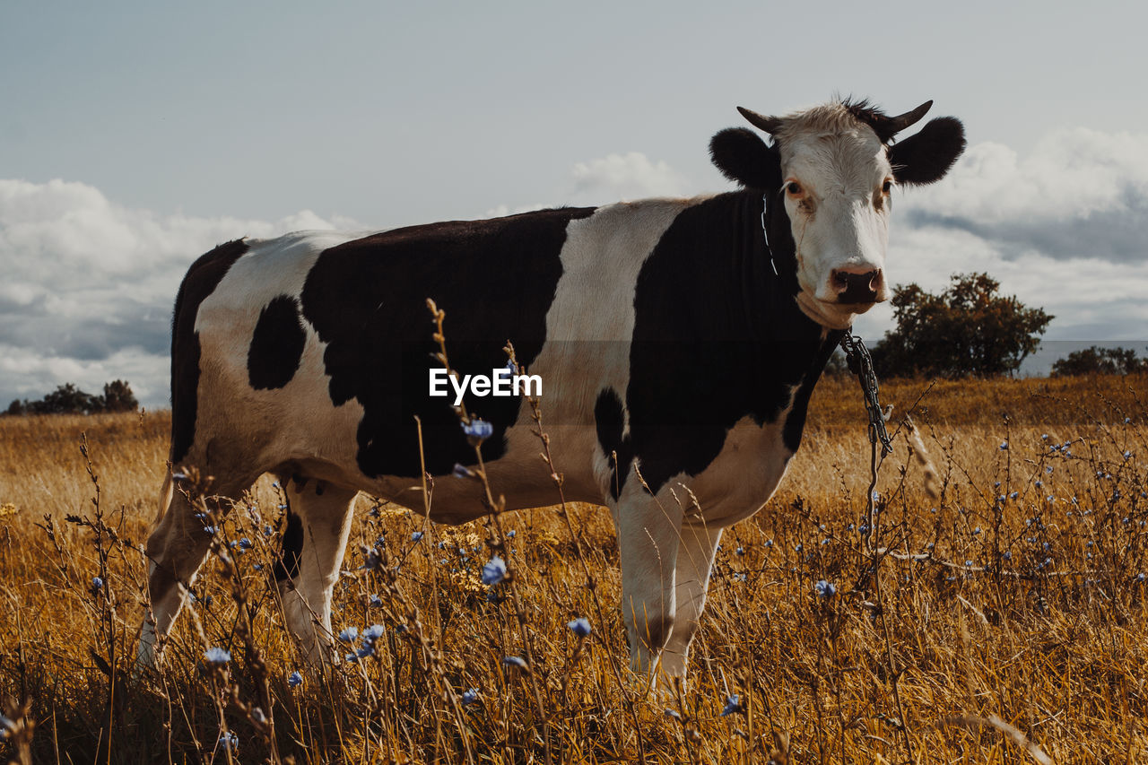 Cow standing on field against sky