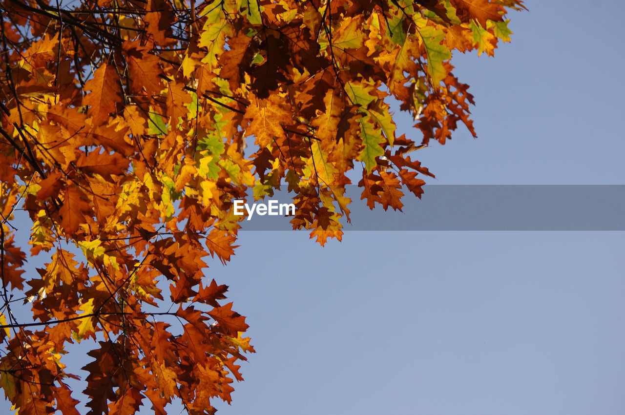 Low angle view of maple leaves against clear sky