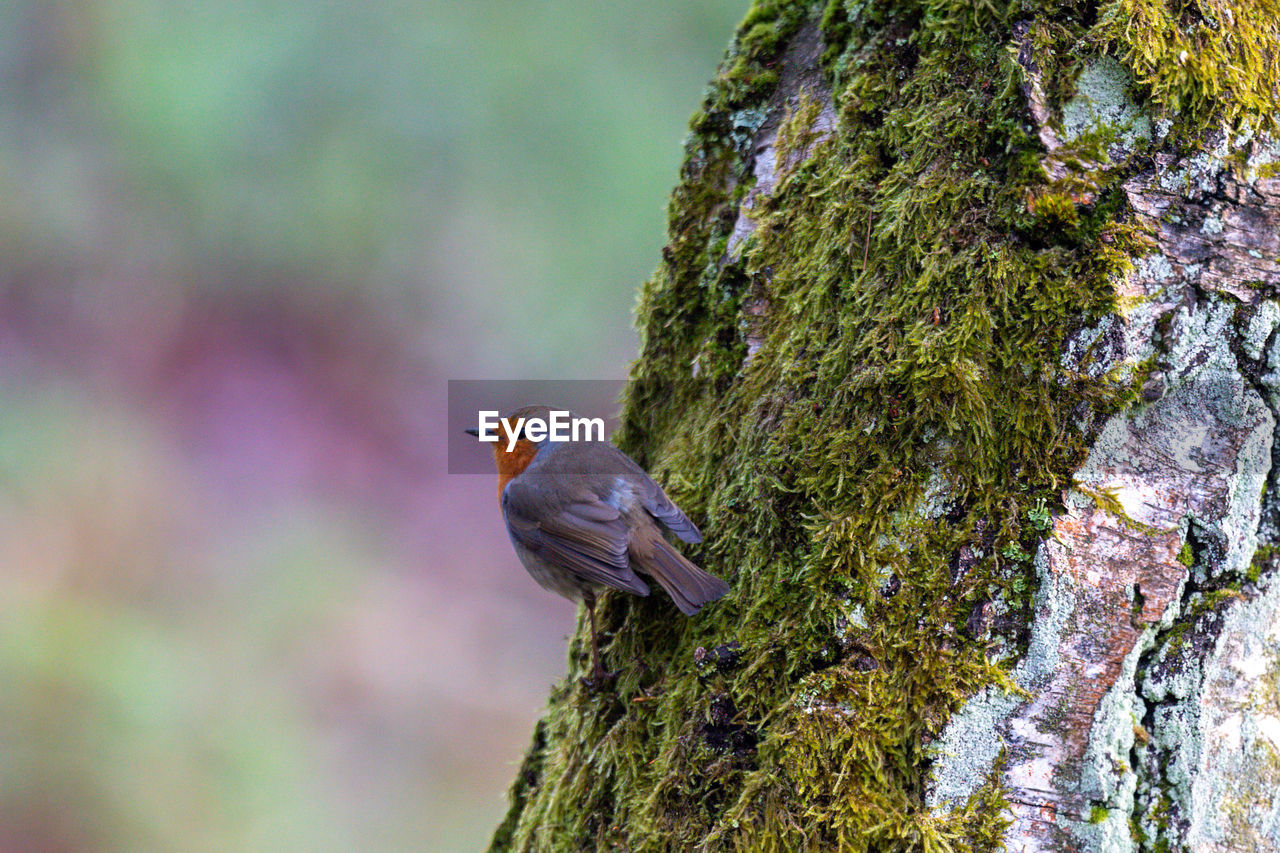 European robin on a moss-covered tree