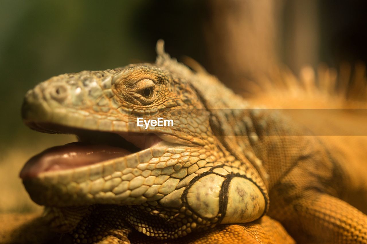 Close-up of iguana