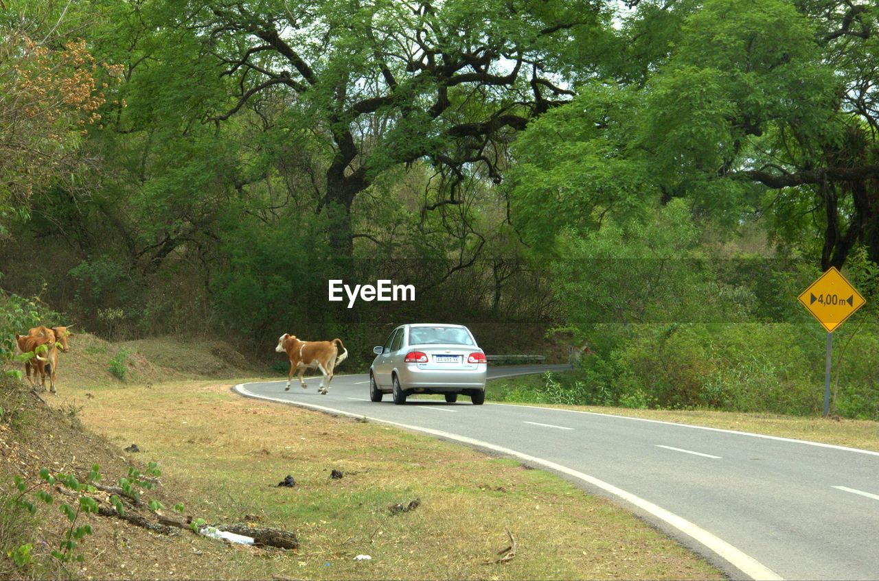 CARS ON ROAD