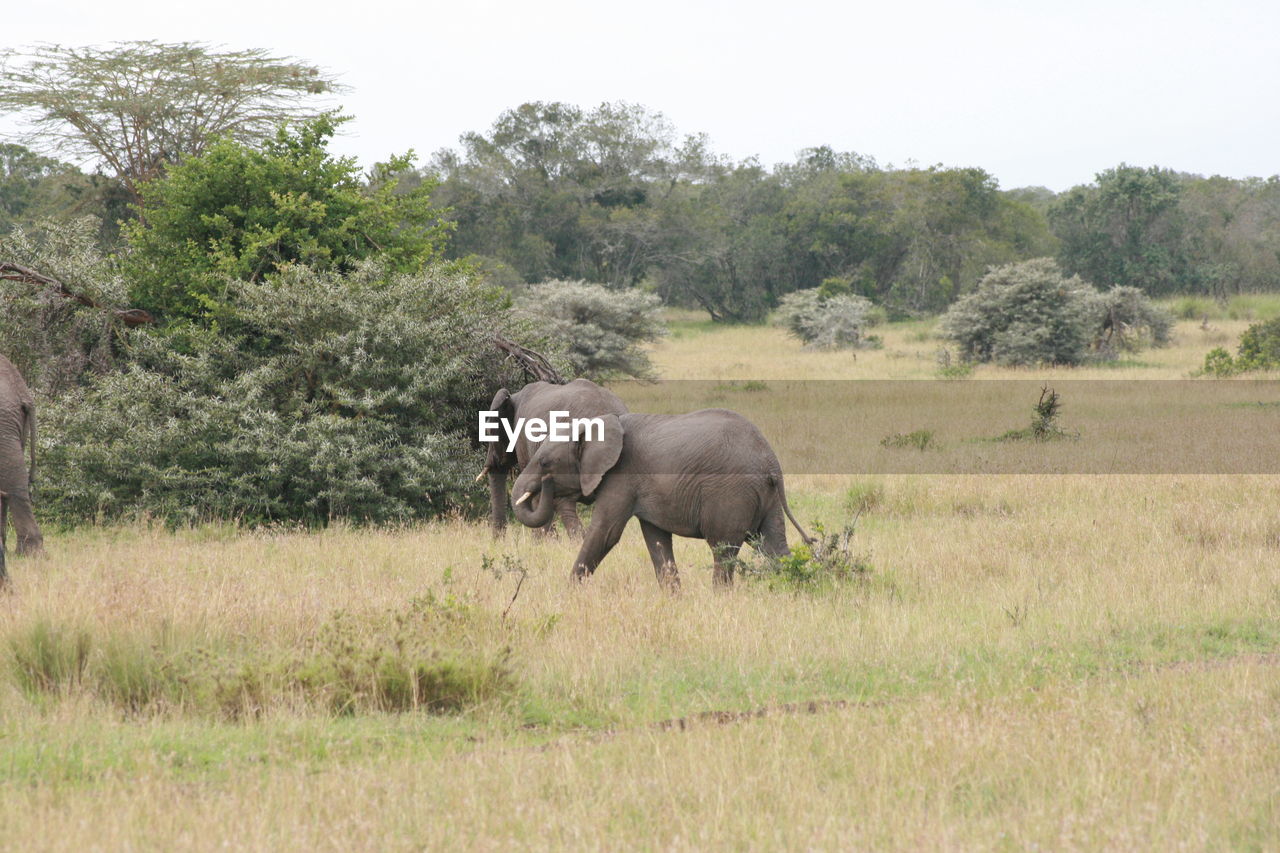 Elephants walking through grassy field
