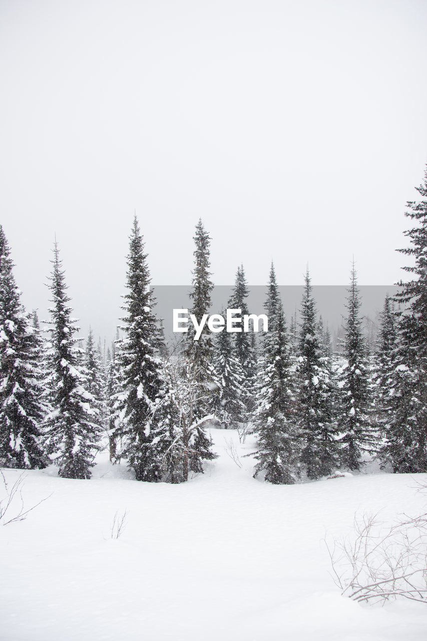 SNOW COVERED TREES AGAINST SKY