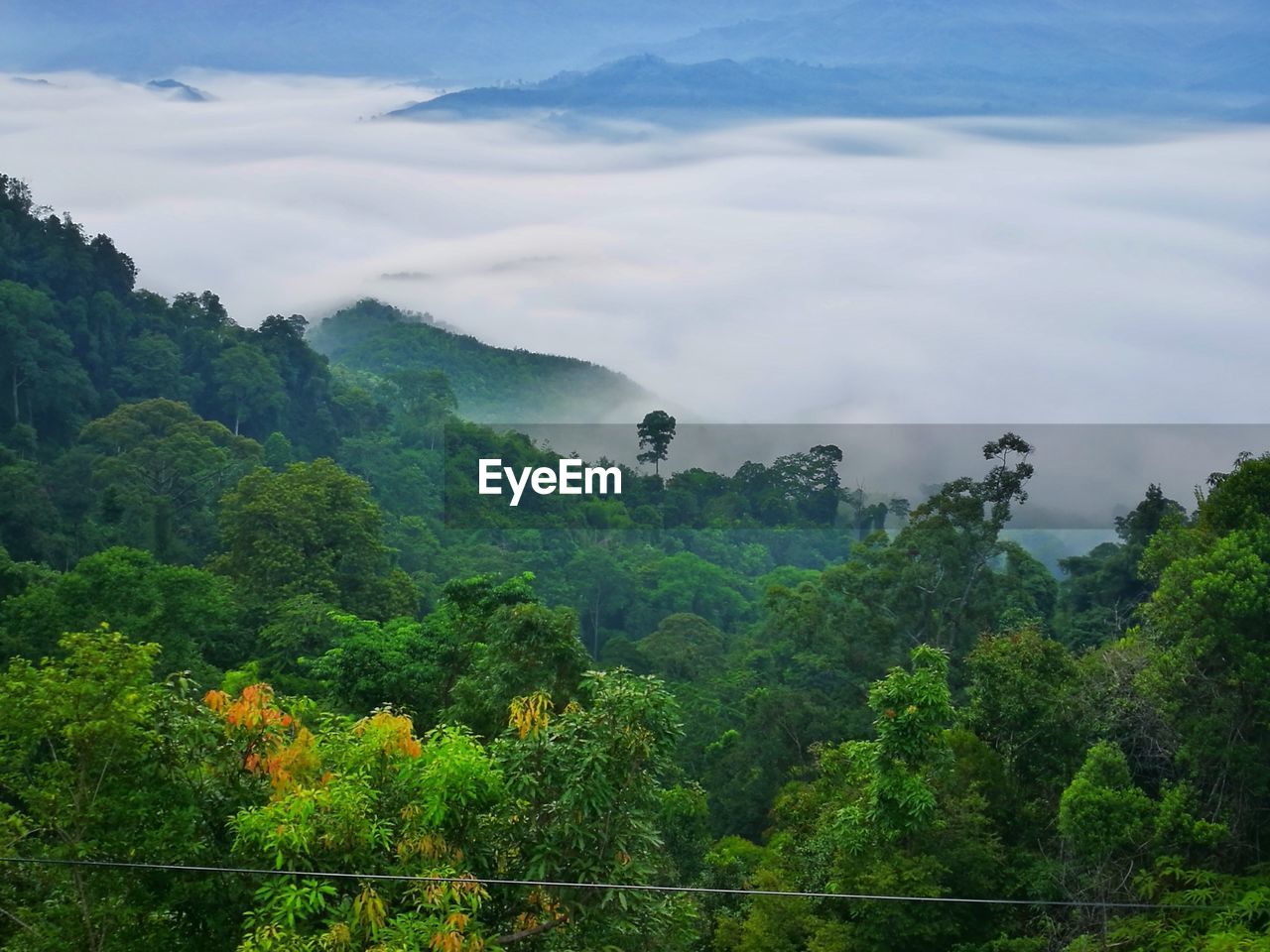 TREES AND PLANTS ON MOUNTAIN AGAINST SKY