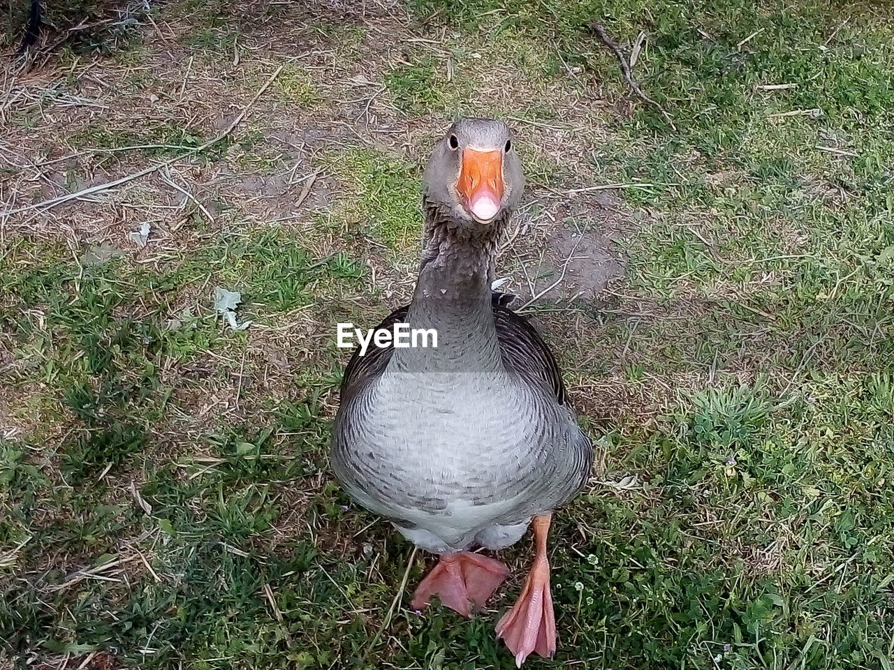 HIGH ANGLE VIEW OF BIRD IN FIELD