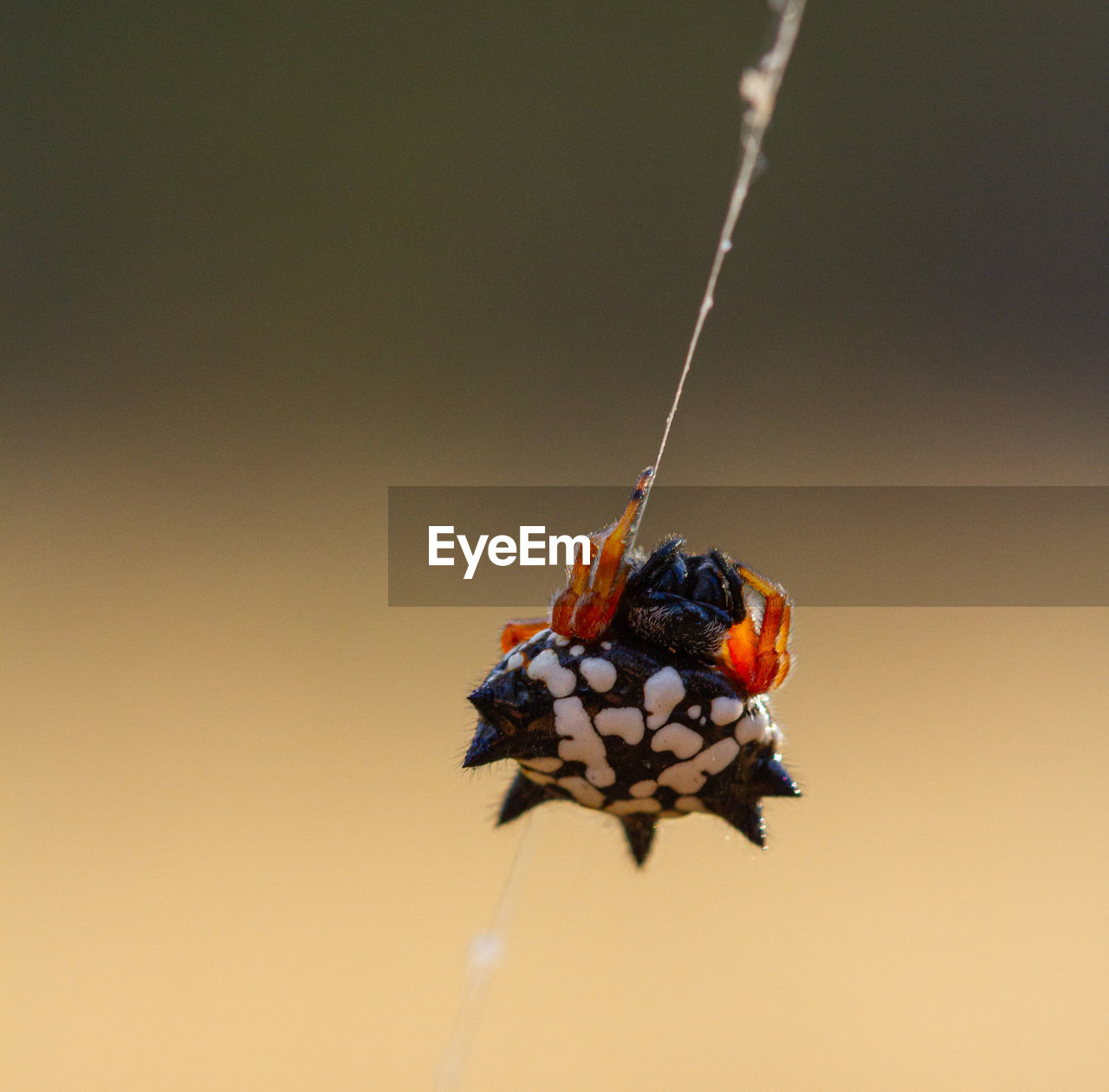 Jewel spider austracantha minax on its web