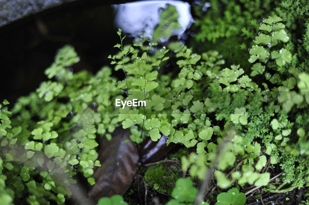 HIGH ANGLE VIEW OF FRESH GREEN LEAVES ON GROUND