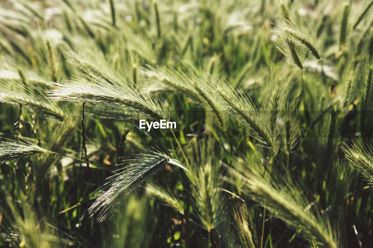 Close-up of wheat growing on field