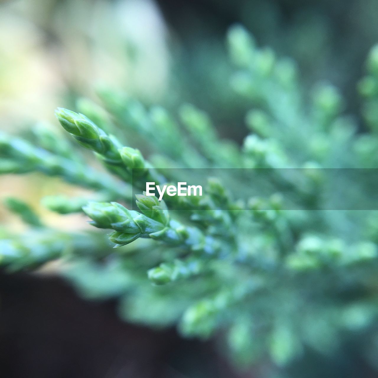 Close-up of green juniper