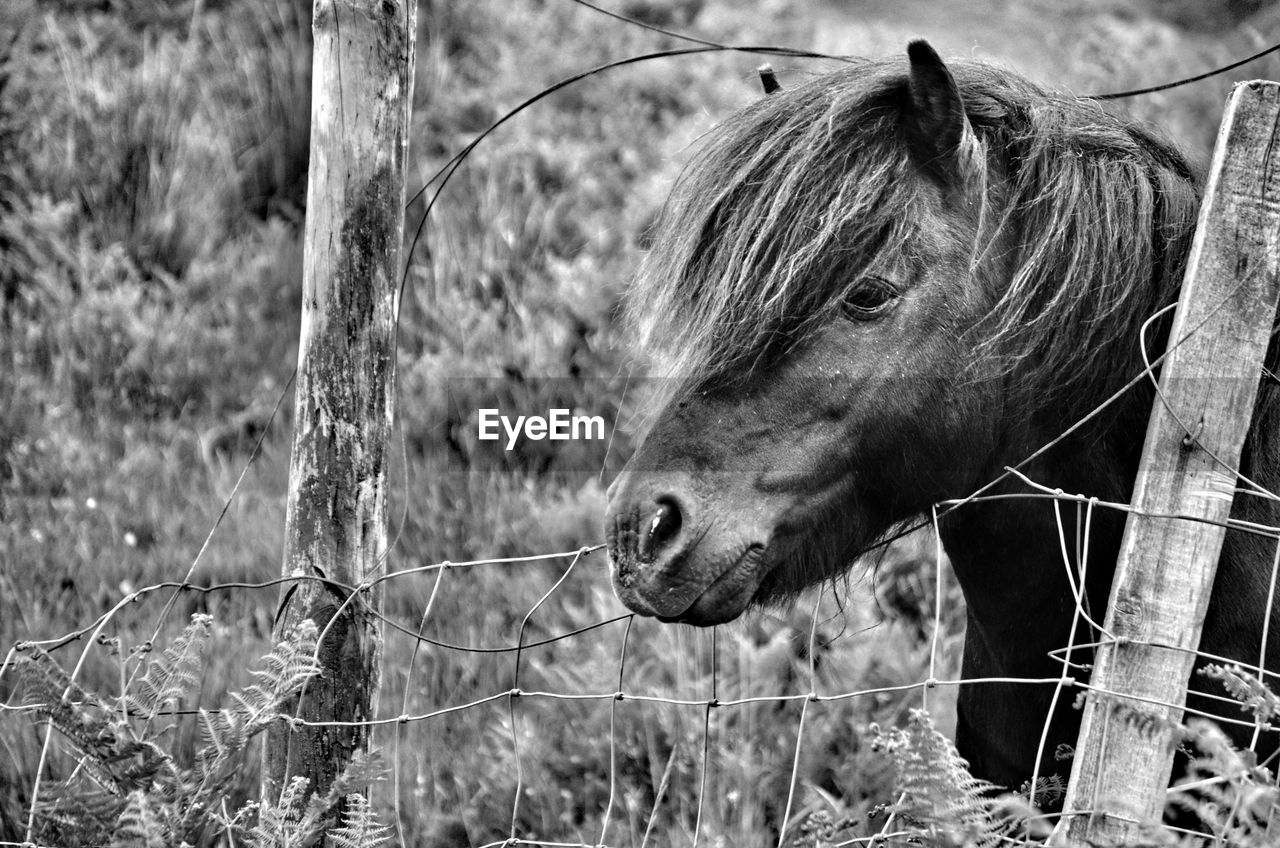 Close-up of a horse on field