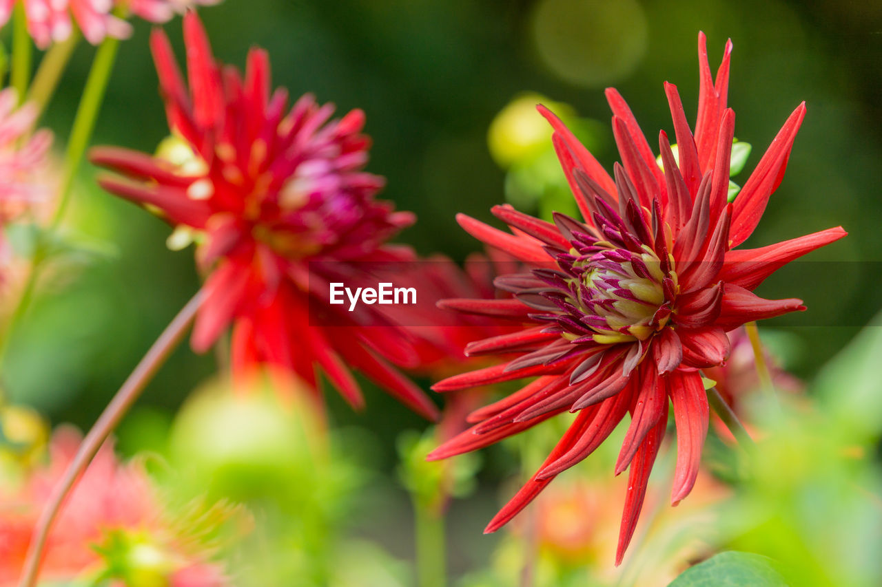 CLOSE-UP OF RED PINK FLOWERS