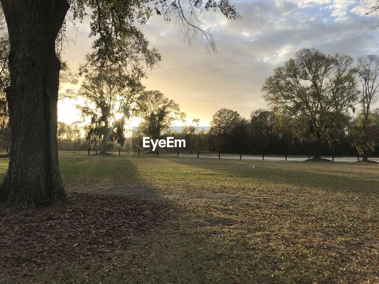 TREES ON FIELD AGAINST SKY