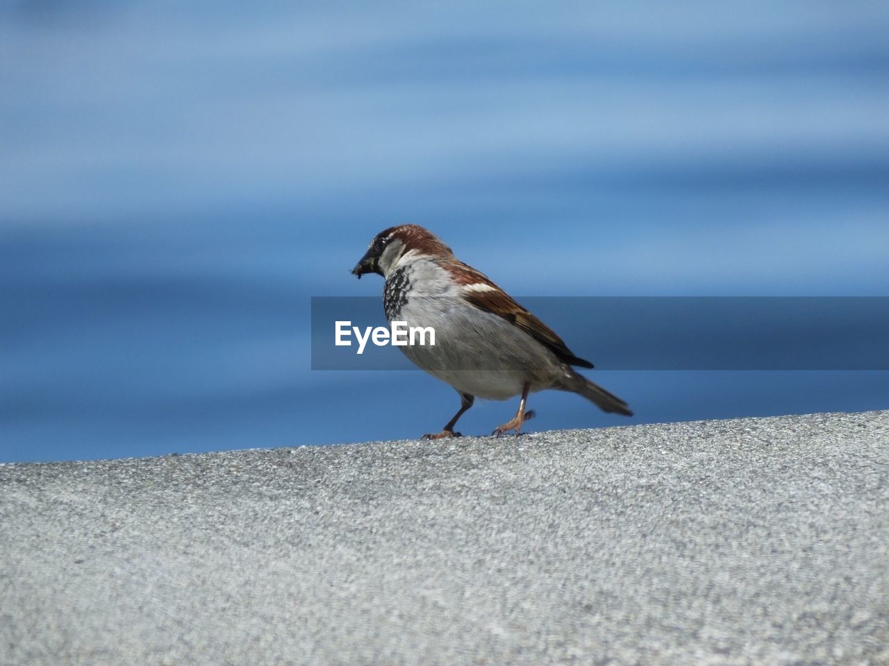 CLOSE-UP OF SEAGULL PERCHING ON BEACH