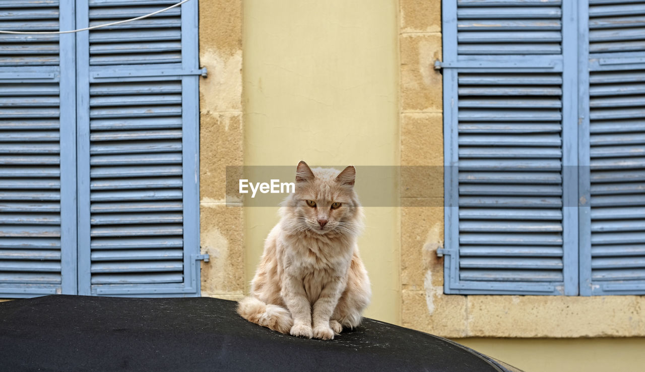 Cat sitting on a car in front of a yellow background