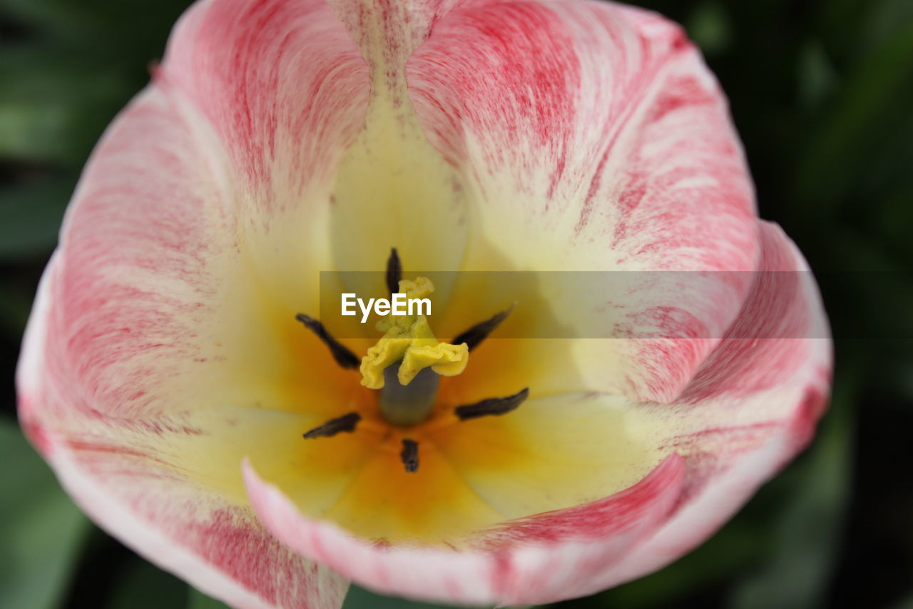 Close-up of pink flower