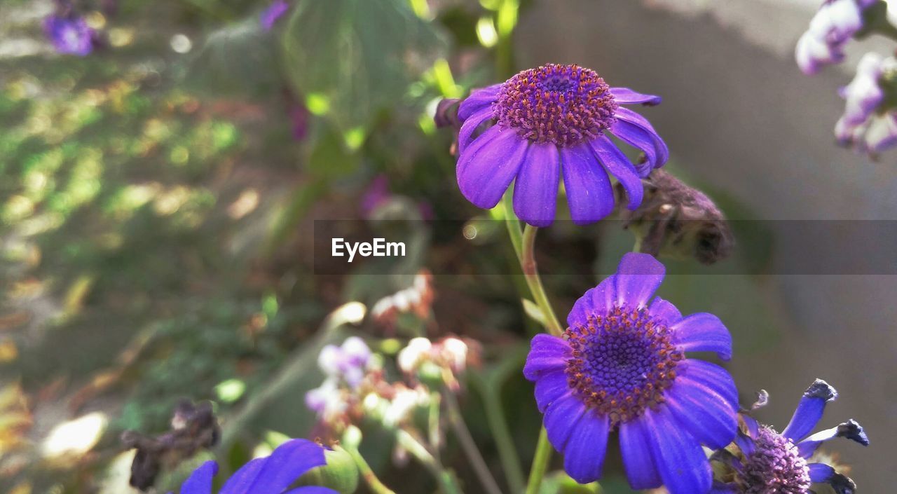 CLOSE-UP OF BUMBLEBEE ON PURPLE FLOWERS