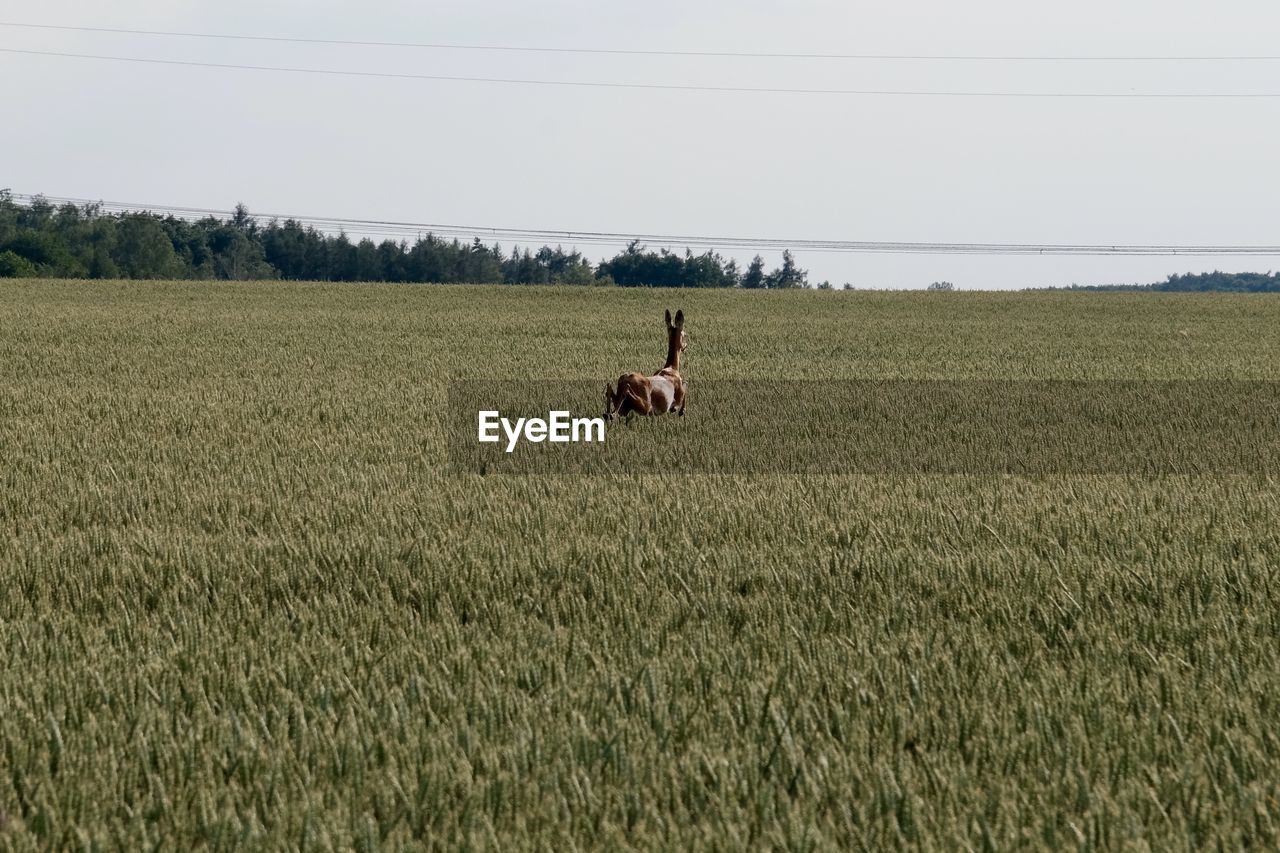 VIEW OF SHEEP ON FARM